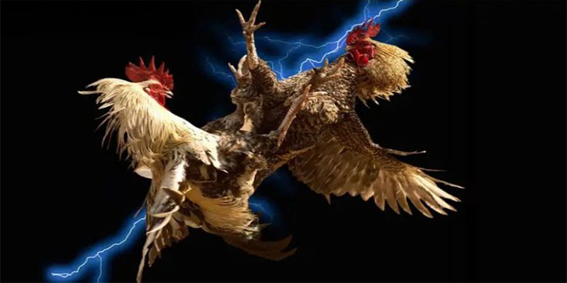 Cách chơi đá gà mạng Ga62