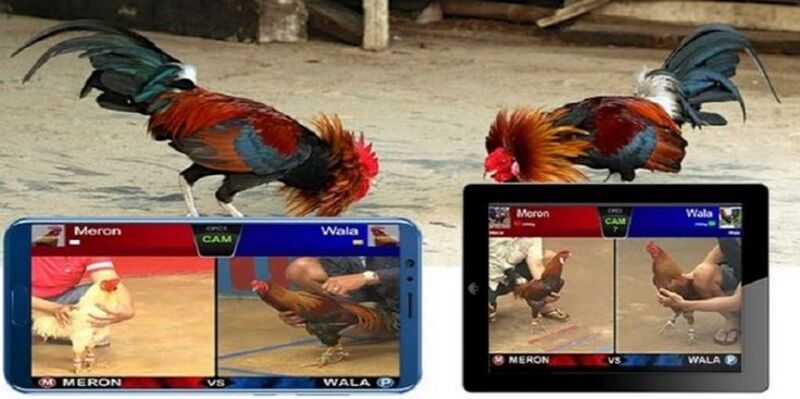 Các loại Đá gà phi Ga62 phổ biến hiện nay