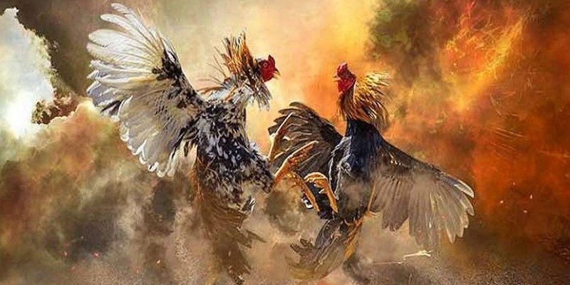 Những yếu tố cần cân nhắc khi chọn Đá gà phi Ga62