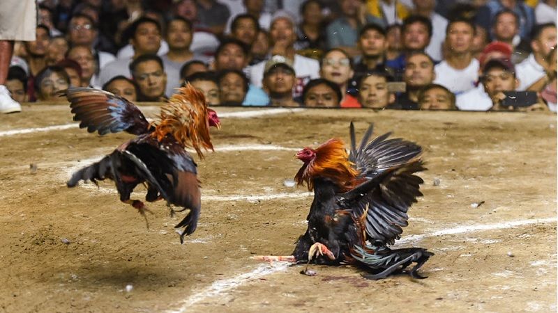 Hiểu về Đá gà thomo Ga62 và vai trò của nó trong trận đấu